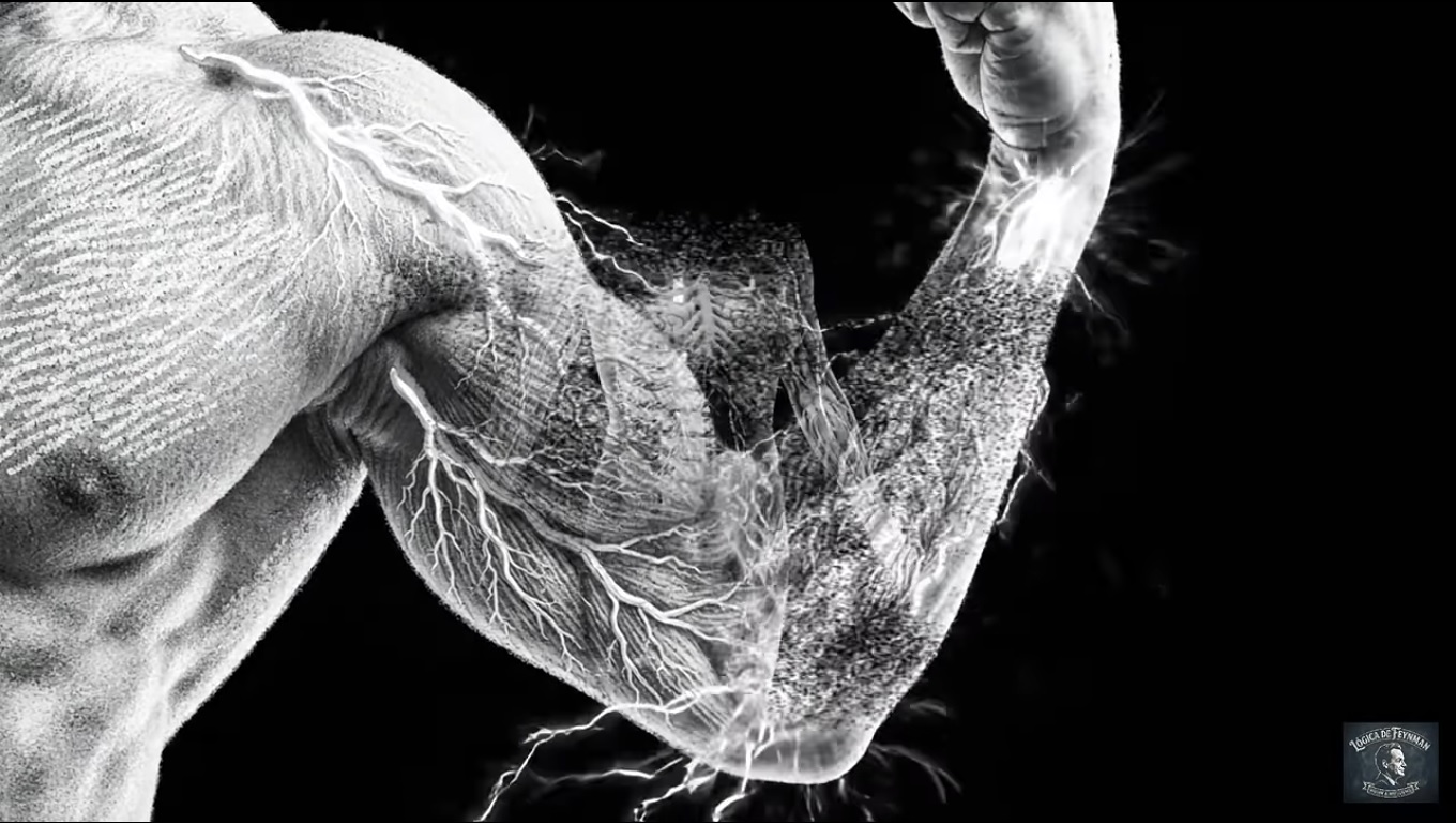 musculos