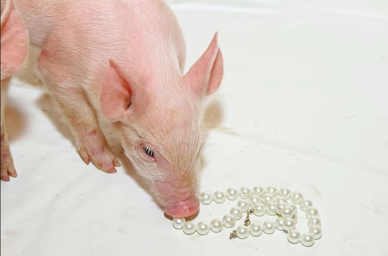 perolas porcos